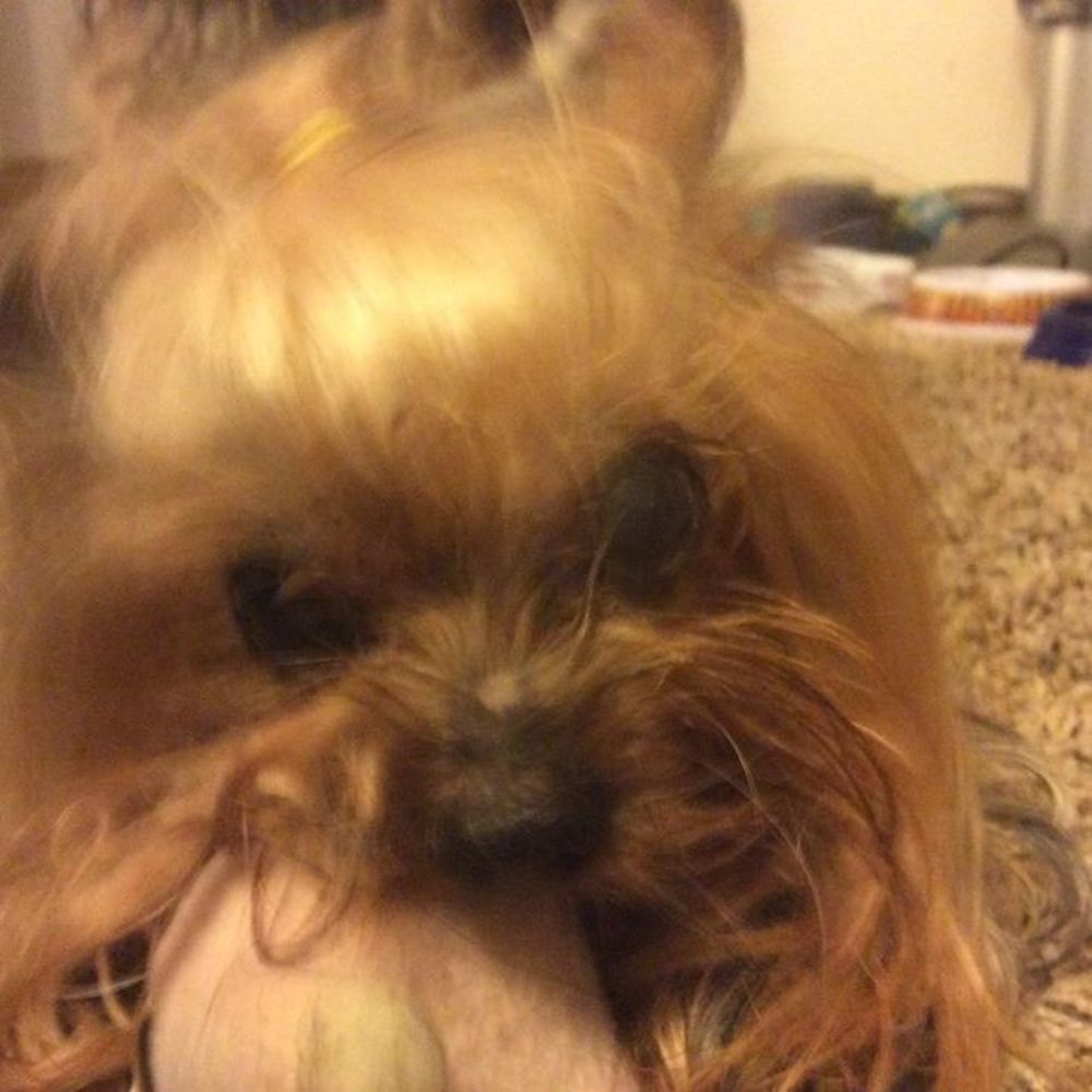 Meet your Posher, Telia